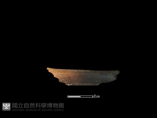獐骨藏品圖，第1張