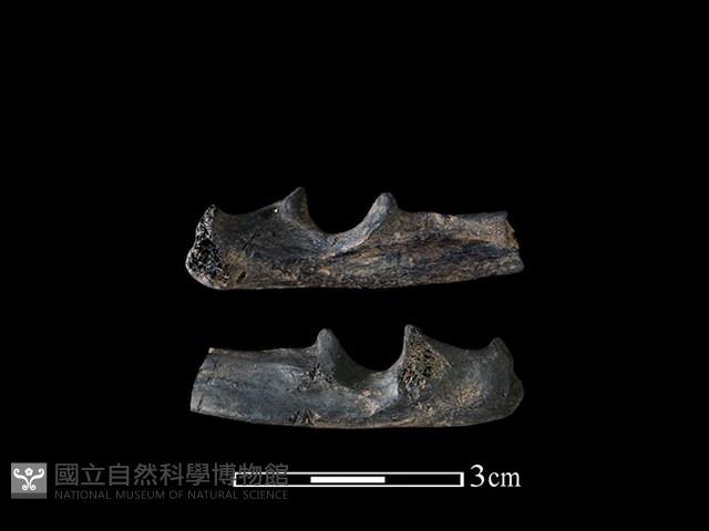 狗獾骨藏品圖，第1張