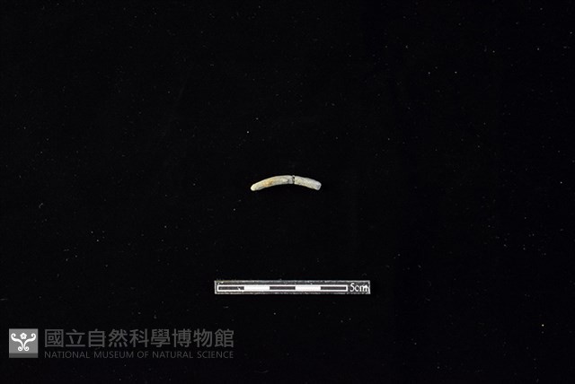 陶環藏品圖，第1張