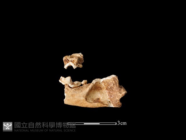 水獺骨藏品圖，第1張