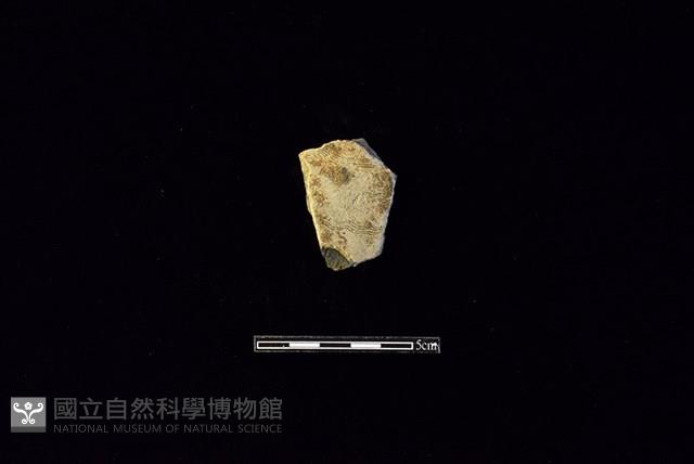 陶片藏品圖，第1張