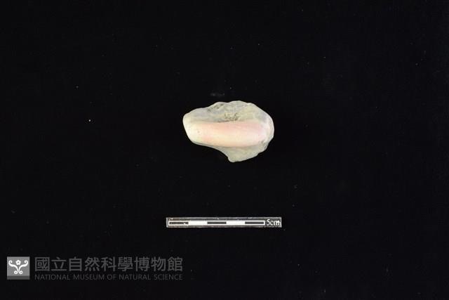 陶片藏品圖，第1張