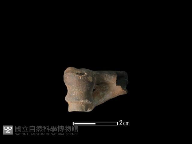 獐骨藏品圖，第1張