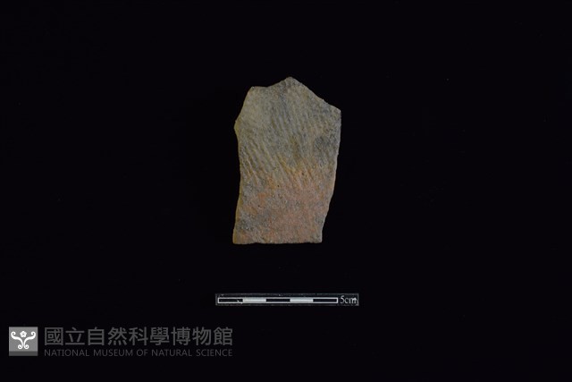 陶片藏品圖，第1張