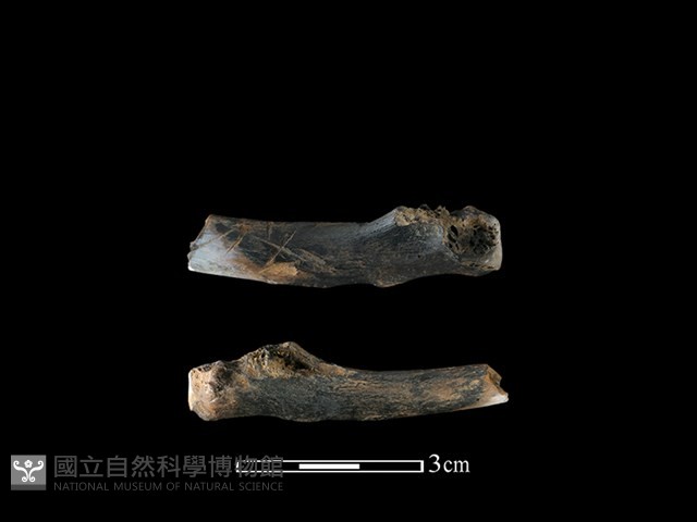 豬骨藏品圖，第2張