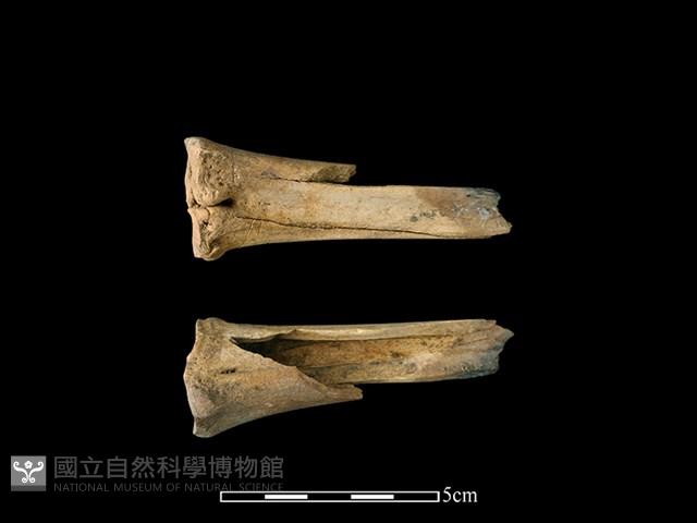 梅花鹿骨藏品圖，第2張