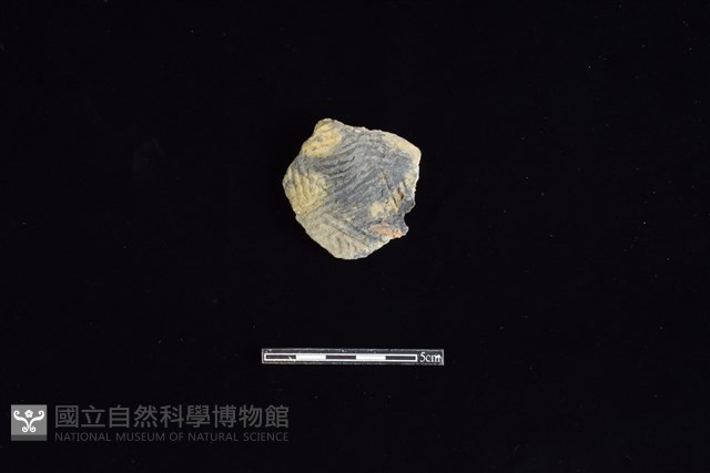 陶片藏品圖，第1張