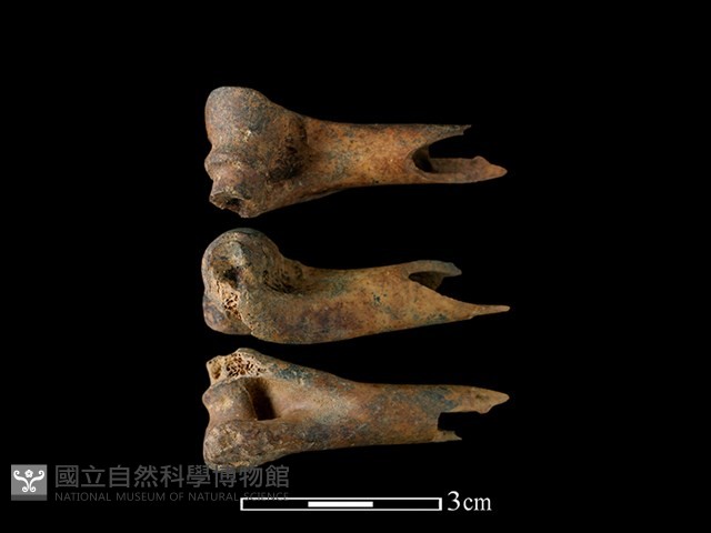 山羌骨藏品圖，第1張