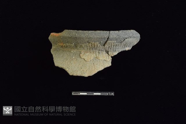 陶罐藏品圖，第1張