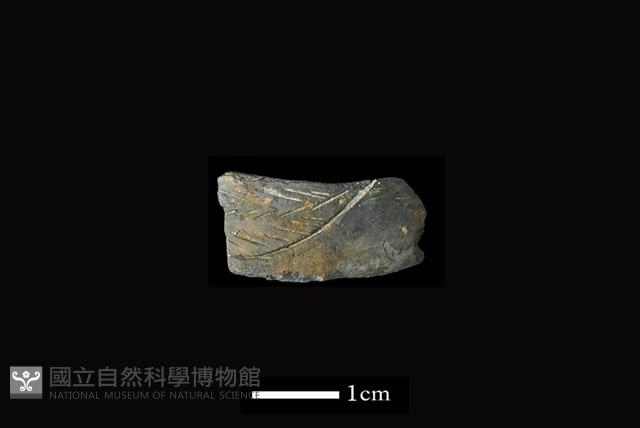 陶環藏品圖，第1張