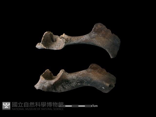 梅花鹿骨藏品圖，第1張