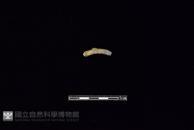 陶環藏品圖，第1張