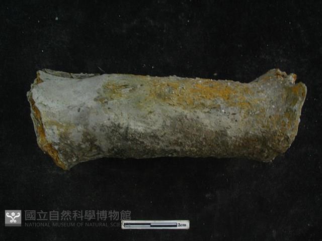 陶獸足藏品圖，第1張