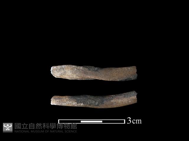 狗獾骨藏品圖，第1張