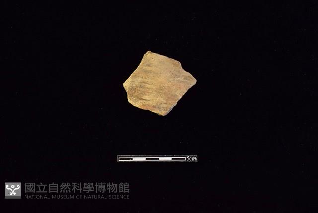 陶片藏品圖，第1張