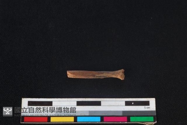 食肉目骨藏品圖，第1張