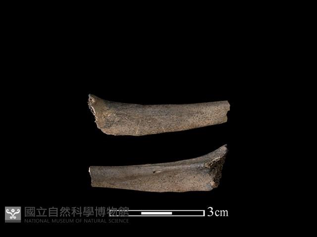 狗獾骨藏品圖，第1張