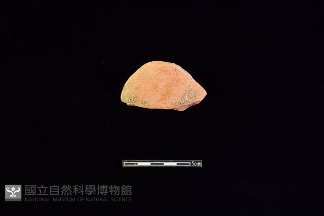 陶片藏品圖，第1張