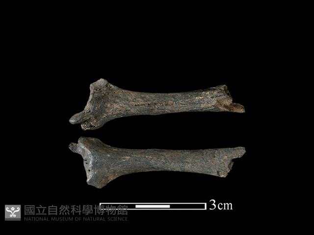 穿山甲骨藏品圖，第1張