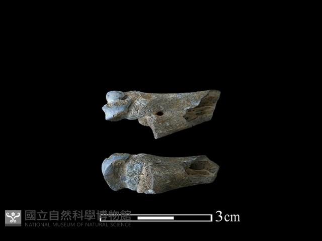 獐骨藏品圖，第1張