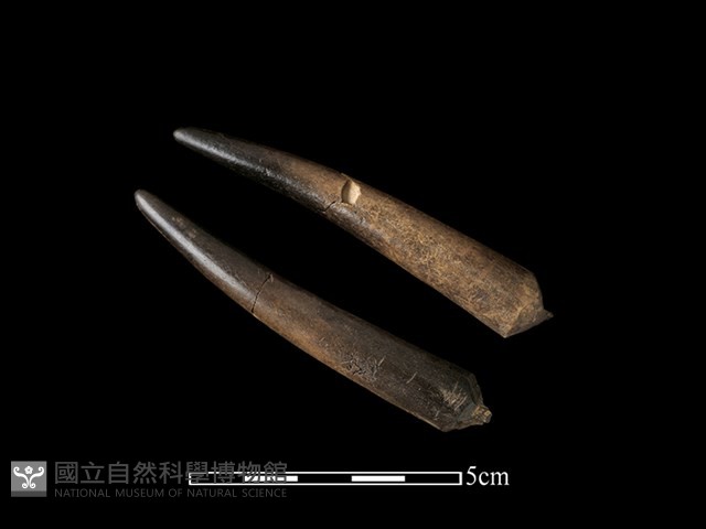 梅花鹿骨藏品圖，第2張