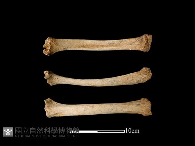 梅花鹿骨藏品圖，第1張