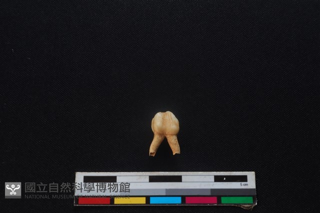 梅花鹿骨藏品圖，第1張