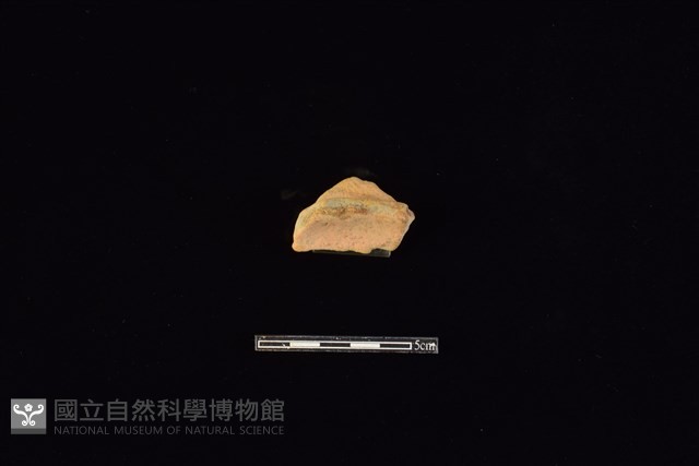 陶片藏品圖，第1張