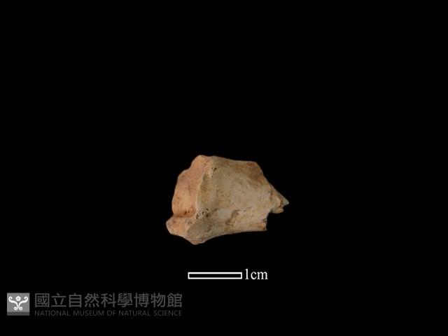 獐骨藏品圖，第1張