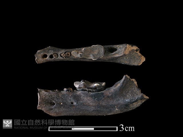 狗獾骨藏品圖，第2張