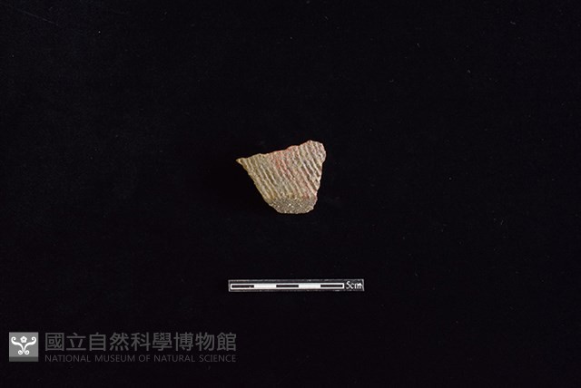 陶片藏品圖，第1張