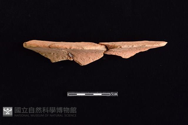 Accession Number:HLL-J PT1474 Collection Image, Figure 1, Total 2 Figures