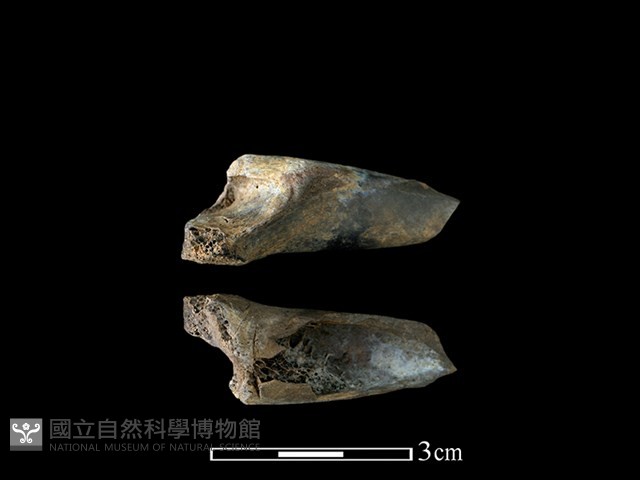 山羌骨藏品圖，第2張
