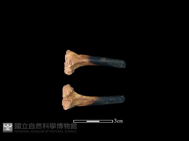 水獺骨藏品圖，第1張