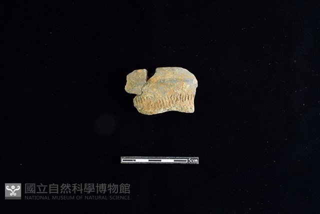 陶罐藏品圖，第1張
