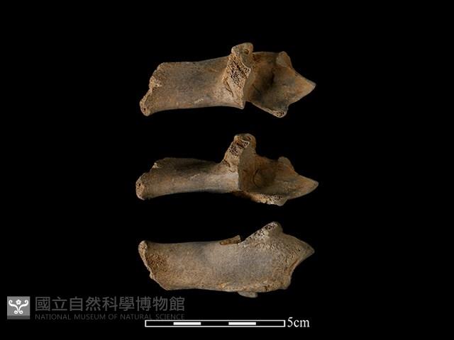 梅花鹿骨藏品圖，第1張