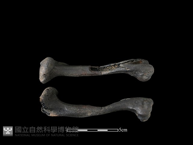 獐骨藏品圖，第1張