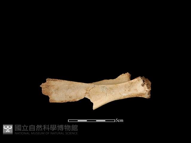 獐骨藏品圖，第2張