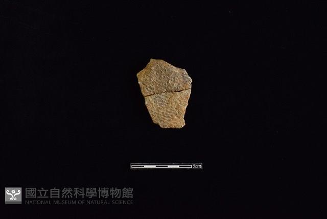 陶片藏品圖，第1張