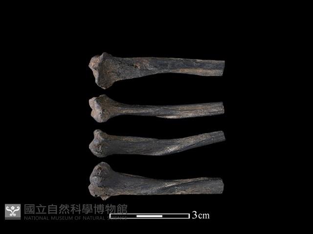 狗獾骨藏品圖，第1張