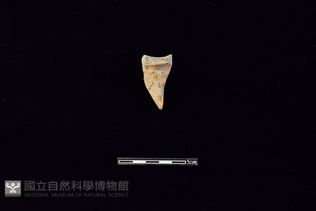 陶罐藏品圖，第1張