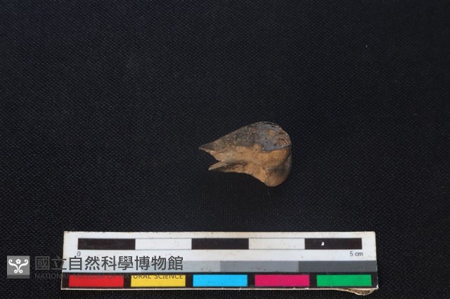 藍腹鷴骨藏品圖，第1張
