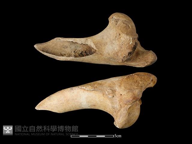 梅花鹿骨藏品圖，第2張