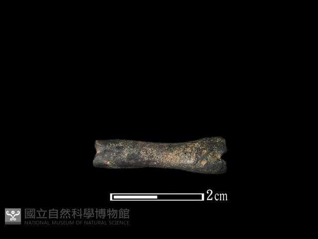 獐骨藏品圖，第1張