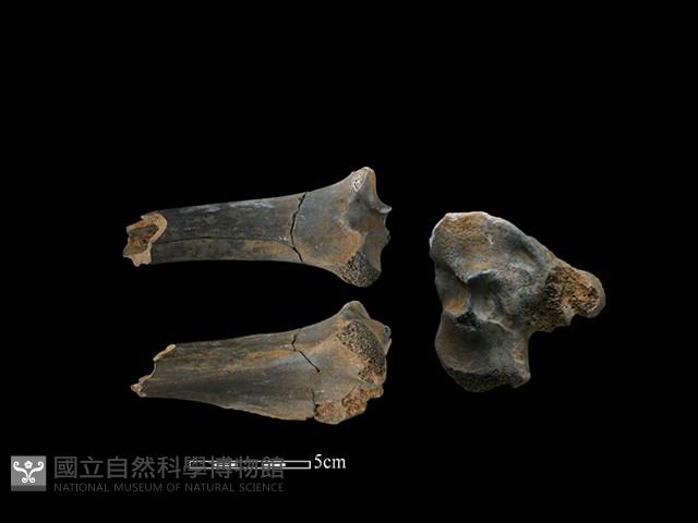 梅花鹿骨藏品圖，第1張