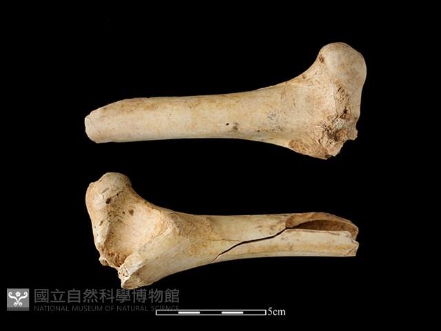 梅花鹿骨藏品圖，第1張