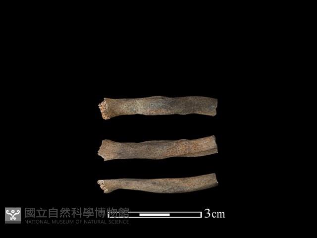 狗獾骨藏品圖，第1張