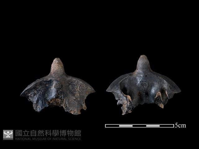 豬骨藏品圖，第1張