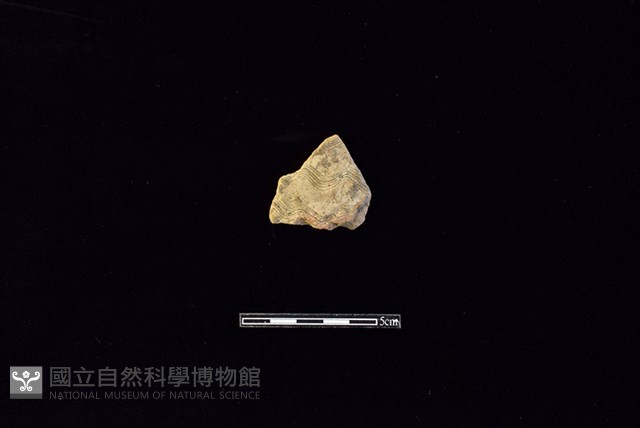 陶片藏品圖，第1張