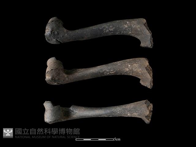 梅花鹿骨藏品圖，第1張